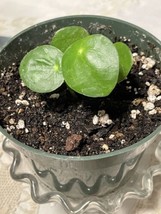  Symbol Good Luck MONEY PLANT SMALL STARTER  Plant Cute Adorable  - $11.95