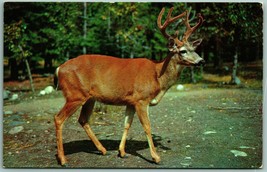 Ten Point Buck Deer Dexter Beauty Scene UNP Chrome Postcard G3 - £1.99 GBP