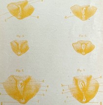 Development Of Genital Organs 1878 Victorian Medical Anatomy 1 Color Print DWV6B - £23.91 GBP