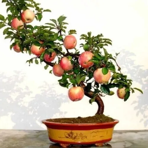 Fresh Grow Exotic Indoor Fruit Bonsai Dwarf Bonsai Apple Tree 25 Seeds Garden - £8.47 GBP