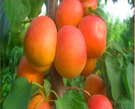 10 Seeds Rare Apricot Tree Seeds Heirloom Organic Fruit Plant - £23.12 GBP