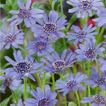 New Fresh Seeds Daisy Blues Blue Daisy Seeds Felicia Daisy Fast Ship - £6.23 GBP