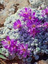 Antimima Envoluta Living Stone Rock Peable Cacti Cactus Seed 15 Seeds Fr... - $305.63 MXN