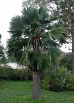 US Seller Brahea Edulis Guadalupe Palm Cold Hardy Seeds New Fresh Seeds - £21.19 GBP