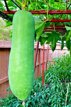 50+ Special Organic Huge Wax Gourd Fuzzy Winter Melon Seeds(2023) - £4.47 GBP