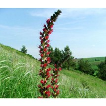VIPER&#39;S BUGLOSS RED RUSSIAN Echium Russicum Rubrum 50 Seeds #OVM06 - $34.17