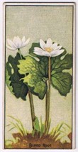 Cowan Co Toronto Card Blood Root Wild Flowers Of Canada - $9.89