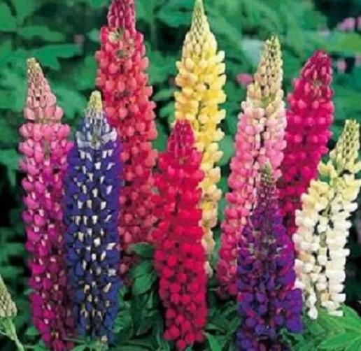 Lupine Seeds Russell Mix Lupine Russell Mix 250 Seeds Flower Seeds Fresh New - £8.64 GBP