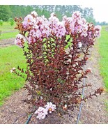 Fresh 25 Delta Moonlight Crepe Myrtle Seeeds Lagerstroemia Delta Moonlig... - $12.70