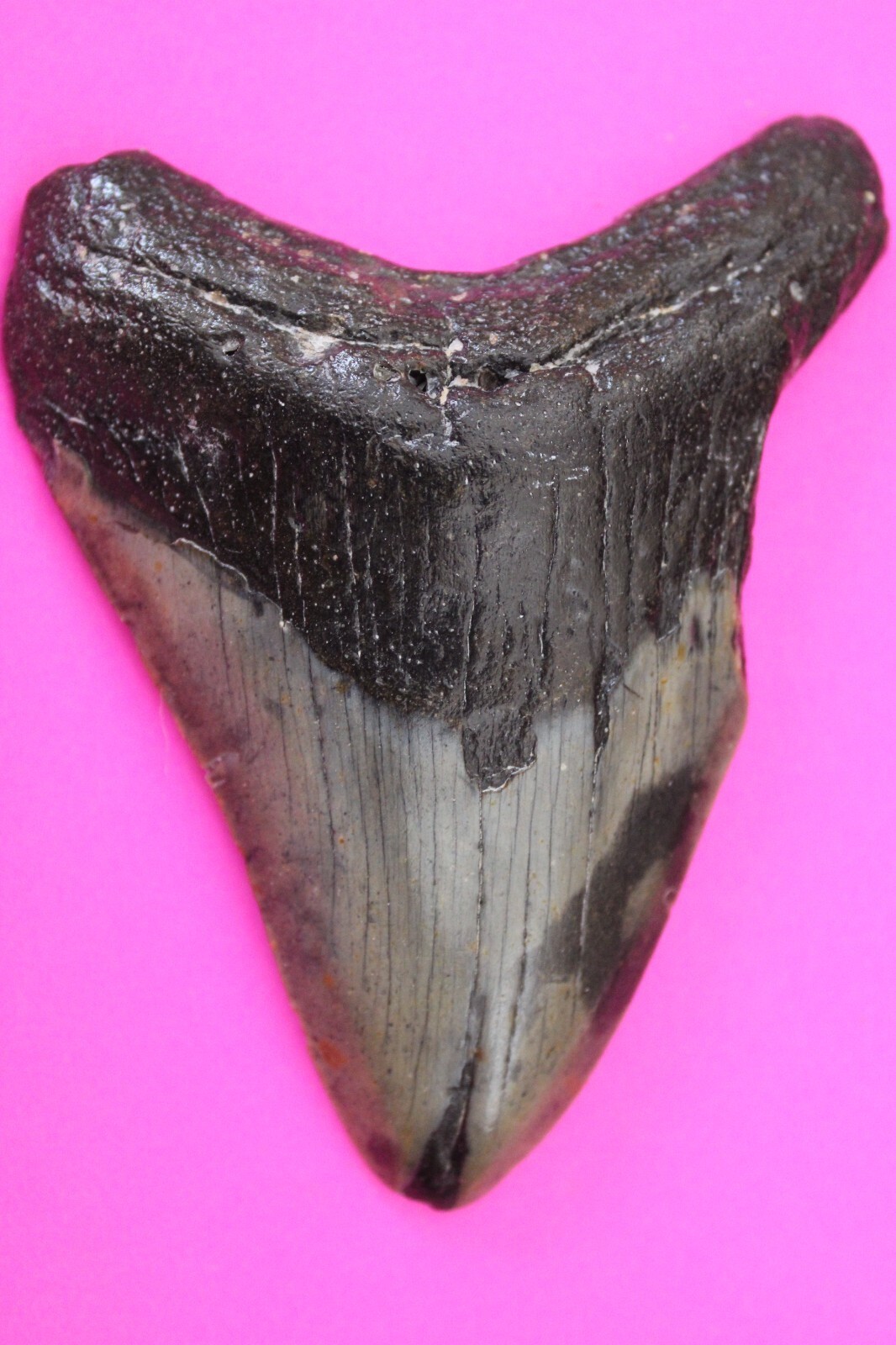Authentic Megadolon Shark Tooth 3.95 Inches 107 Grams Fossil Dino Girl C... - $118.99