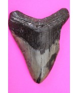 Authentic Megadolon Shark Tooth 3.95 Inches 107 Grams Fossil Dino Girl C... - $164.64 CAD
