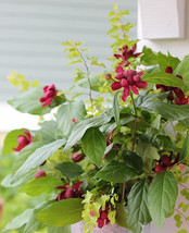 SWEET SHRUB  - $17.90