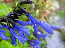 60 Seeds Black and Blue Salvia Guaranitica Sage Perennial Seeds - £8.70 GBP