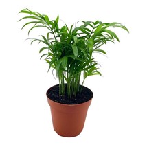 Bamboo Palm, Chamaedorea Parlor Palm, Clustered Reed Palm, Cane Palm in 4 inch P - £11.90 GBP