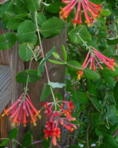 1 Pc Rooted Plant 6” Tall Lonicera Honeysuckle Flower Plants | RK - £22.12 GBP