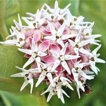Showy Milkweed Seeds Asclepias Speciosa 200 Seeds For Planting - £13.47 GBP