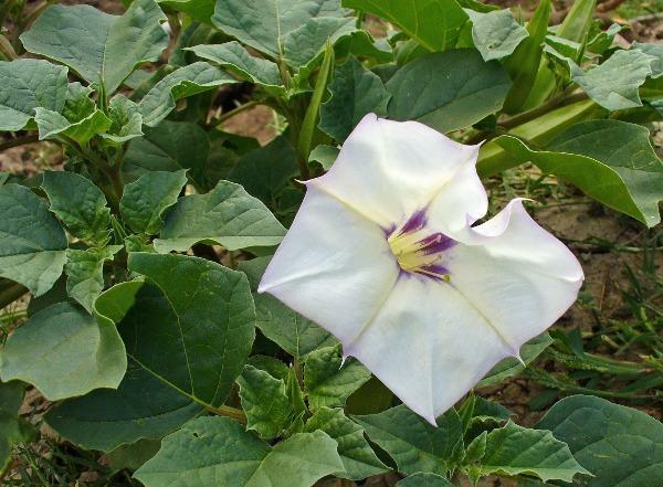 Datura Discolor Moon Flower Desert Thorn Apple 30 Seeds New Fresh US Shi... - $31.58