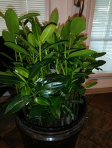 20 RED MANGROVE PLANTS  SUPER HEALTHY saltwater freshwater  - $42.00