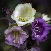 Cobaea Scandens Cup And Saucer Vine Purple White 20 25 Tall Vigorous Showy Climb - £12.47 GBP