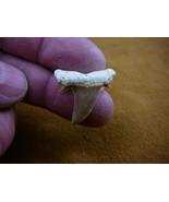 (s309-20) Extremely Rare 1-1/8&quot; Fossil Salmon Shark Cretolamna Tooth Mor... - $62.62 CAD
