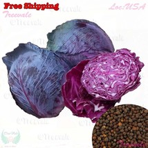 Red Acre Cabbage  Cabbage Seeds  Golden Acre Cabbage Seeds   - $6.98