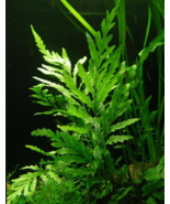 Aquarium Plants Freshwater Aquatic Decoration Bolbitis Heudelotii Diffor... - £19.69 GBP