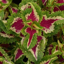 Coleus Seeds Wizard Rose 50 Thru 500 Seeds Seeds Fresh Seeds USA - $19.42