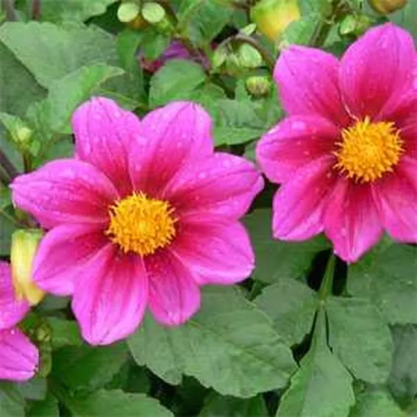 Dahlia Variabilis Mignon Rose 25 Seeds Fresh Garden - £5.17 GBP