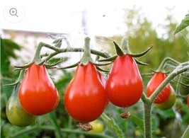 150 Red Pear Tomato Seeds Non Gmo Heirloom Flavorful Free Shipping - £3.79 GBP