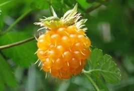 Sale 20 Seeds Salmonberry Russian Raspberry Rubus Spectabilis Fruit Purple Flowe - £7.81 GBP