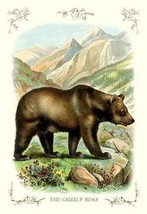 The Grizzly Bear - Art Print - £17.39 GBP+
