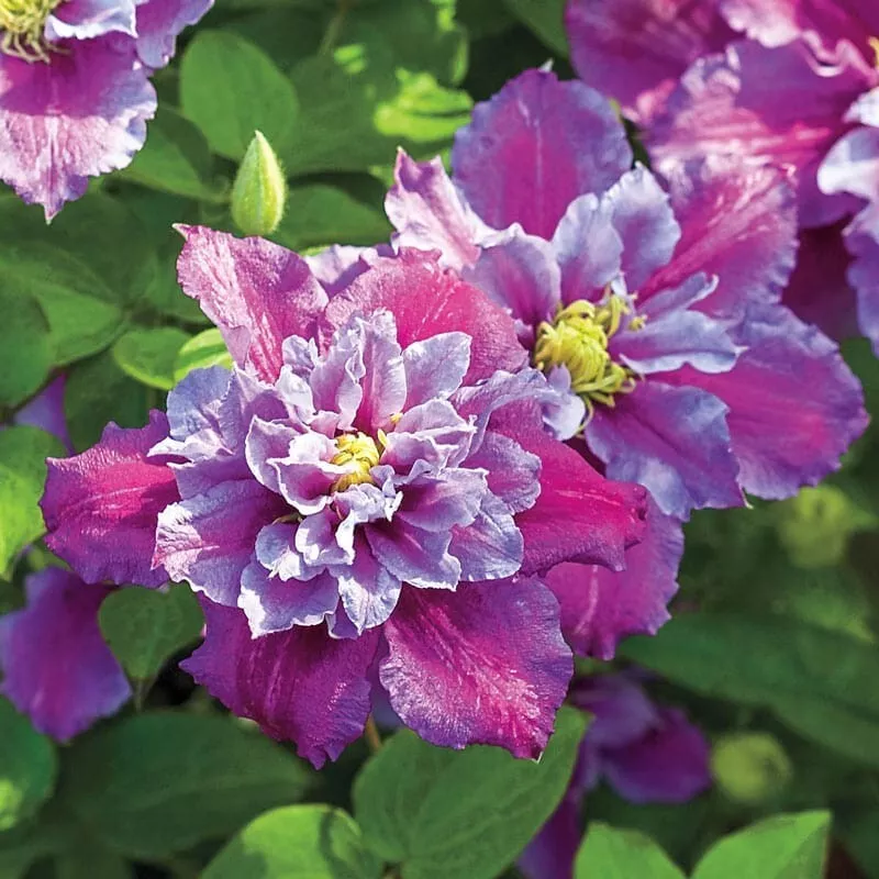 Piilu Clematis Seeds Climbing Perennial Plumeria Bloom 25 Seed  - $6.00