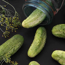 Ship From Us Organic Wisconsin SMR-58 Pickling Cucumber Seeds - 2 Oz Seeds, TM11 - £45.85 GBP