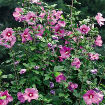 10 Seeds Hibiscus Syriacus Violet Satin Rose Of Sharon - £16.03 GBP
