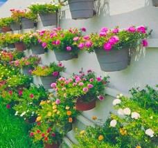 HT 1000 Seeds Moss Rose Double Mix Colorportulaca Grandiflora Fast Grow - $257.58 MXN