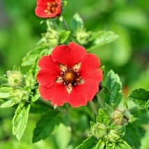 100 Pontentilla Scarlet Cinquefoil Seeds Wildflower Compact Flowering Shrub Bush - $14.50