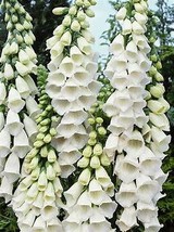 BELLFARM White Foxglove Digitalis purpurea Perennial Flower, 50 Seeds D - $10.35