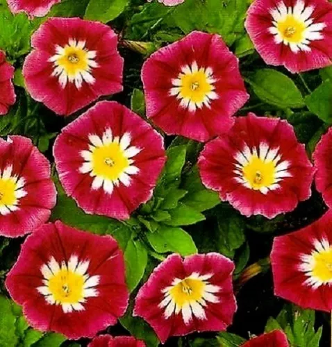 SGH 25 Seeds Morning Glory Ruby Red Picotee Ipmoea Vining Perennial Flower USA - £7.90 GBP