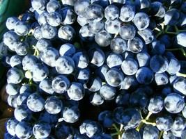 Grape - Othello Variety - Vitis - 25+ seeds (G 088) - £3.98 GBP