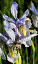 50 Pc Seeds MissourI Iris Flower, Wild Blue Iris Seeds for Planting | RK - £13.16 GBP