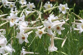 OKB 30 Ultra Fragrant Formosan Lily Seeds - Lilium Formosanum Easter Lil... - $12.85