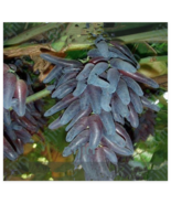 Grape Fruit Tree Seeds Seed Organic Fruit Tasty Grape Vine Plant Gift Fo... - $202.60 MXN