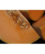 FREE SHIPPING 100+ seeds 70 Day Cantaloupe! Heirloom NON-GMO  - $11.98