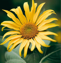 FMG Silphium Laciniatum Compass Plant Tall And Impressive Planting Seeds - €128,88 EUR