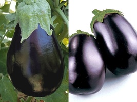 200+ Seeds Eggplant Black Beauty Vegetable Garden Heirloom NON-GMO - £9.58 GBP