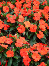 Fresh Seeds 50 Dwarf Orange Impatiens Walleriana Sun Or Full Shade Flower Seeds - $16.00