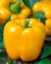 25 Golden California Wonder Pepper Seeds Fresh Fast Shipping - $3.36