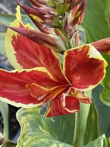 Red With Yellow Edge Canna Lily Lucufer Live Plants By Size &amp; Bulbs - £39.96 GBP+