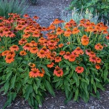 50 + Adobe Orange Coneflower Seeds Echinacea Flower Perennial Flowers Se... - $9.99