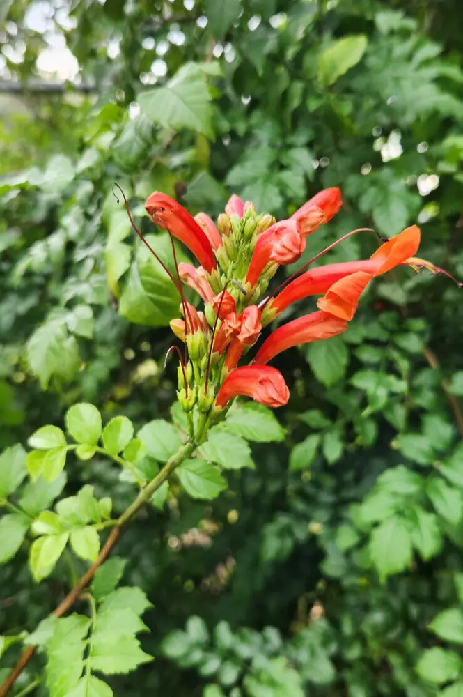 Cape Honeysuckle Tecomaria Capensis Flower Attracts Butterflies &amp; Hummingbirds - $29.08